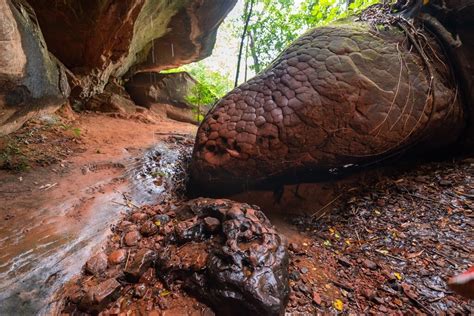 snake rock thailand|Exploring Naka Cave: An Adventure in Thailand